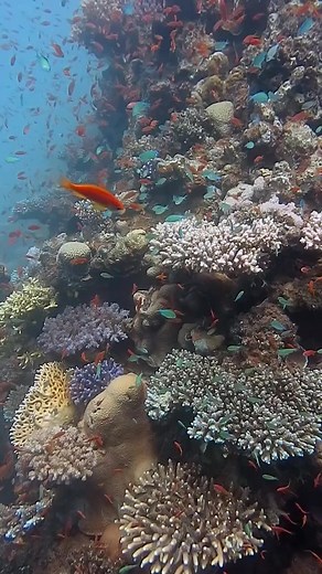 32K views · 638 reactions | Red sea fish and colorful coral reef 視視錄 #coral #coralreef#redseaegypt #underwaterworld #scuba #underwatervideo #scubadive #Redsea #scubadiving | Red Sea Diving | Facebook
