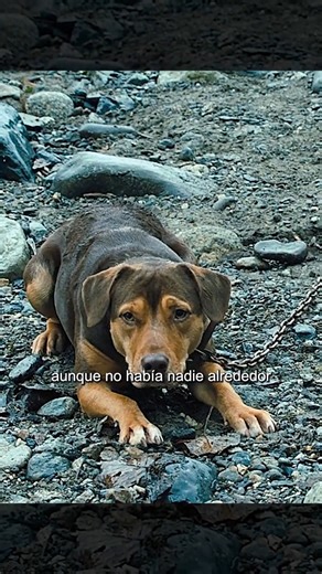 🐾 Bella, el perro que recorrió 400 km para volver a su dueño 🐶💔 ⚠️ ADVERTENCIA Este video presenta una historia ficticia basada en la fidelidad de los animales. Incluye aventuras, separación temporal y desafíos naturales, así como emociones intensas, pero no muestra maltrato animal real ni violencia gráfica. Se muestra de forma narrativa y responsable, cumpliendo con las Normas de la Comunidad y las Políticas de Contenido de Meta. 📖 SINOPSIS Bella era un perro que desde muy pequeño enfrentó 