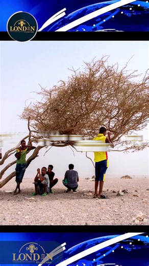 Ethiopian Immigration Trends on TikTok