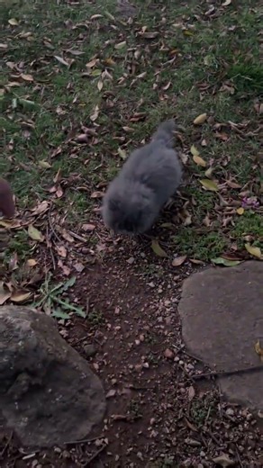 Encounter with a Chatty Park Cat: Unraveling the Dwarf Mystery