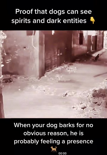 Can Dogs See Spirits and Dark Entities? Exploring Paranormal Activity