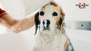 L'ATTESA è FINITA! Ecco lo spot video di DOG & CAT ;) I PROTAGONISTI? I nostri amici/attori OKI, ARES, SOFIA e MIA <3 Guardate cosa combinano nel nostro megastore, gironzolando tra gli scaffali e poi in toelettatura. Buona visione! www.dogecatmegastore.it | DogeCat Megastore