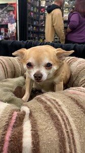 Juno’s last stop on her retirement tour is done! She finished with three days at Rock and Shock!!! Now remember as we said Juno will more than likely still attend rock and shock every year and maybe one or two events of her choosing but as of now Juno is officially retired!!! You will still see Juno on Facebook Twitter and Instagram so she is not disappearing. She is only retiring from events Congratulations on your retirement Juno!￼￼￼ | Juno's Place