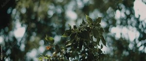 Common hackberry tree (also known as sugarberry, beaverwood) with beautiful sun light and bokeh background. Shallow depth of filed, slow motion. Nature background, cinematic b-roll. BMPCC 4K Stock Video