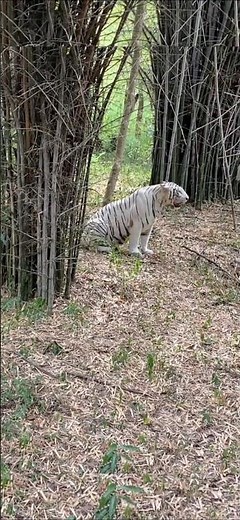 The Truth About White Tigers #tiger #tigervideo #whitetiger
