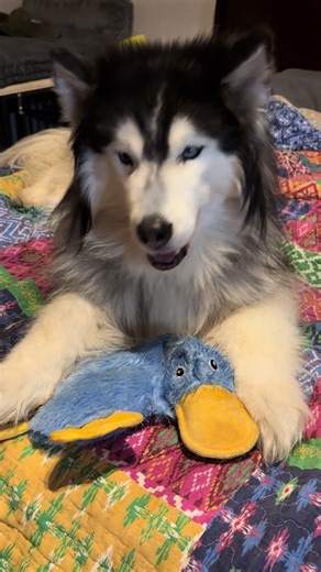 Jasperbluessiberians (@jasperblues)’s videos with original sound - Jasperbluessiberians