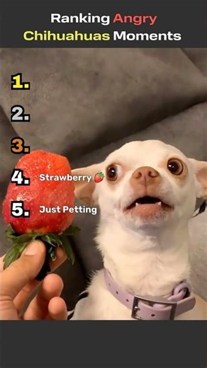 Ranking Angry Chihuahua Moments #shorts