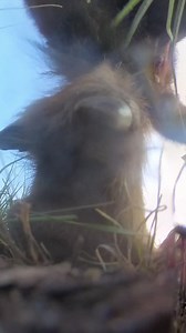 Did you know Bison can be found grazing on 12 of The Nature Conservancy’s preserves Bison action cam highlights across North America? Well... they found our camera on Niobrara Valley Preserve in Nebraska and we got some wild footage. 😁 🦬 Get facts about bison including where to visit them here: https://nature.ly/3tGtXNc *Note: While they might look cute, do NOT get close to or approach bison. Nor do we recommend leaving cameras near them. | The Nature Conservancy in California