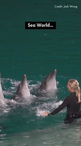 💔 Dolphins are intelligent and incredibly social animals who belong in the wild. They can live up to 50 painful years in captivity. Together, we can all on Sea World to end captive dolphin breeding. | World Animal Protection Australia