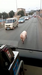 This pig will be the next big Victoria's Secret model 😂 | UNILAD