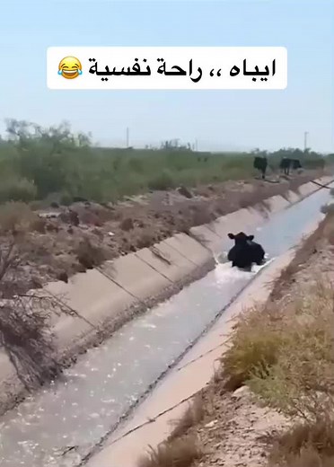 Cow Struggles to Cross a Narrow Water Channel