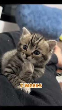 op 10 Adorable Cat Facts You Didn’t Know! 🐱💡