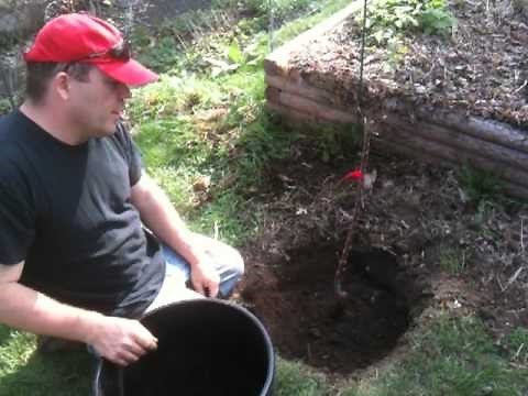 Planting Columnar Apple Tree