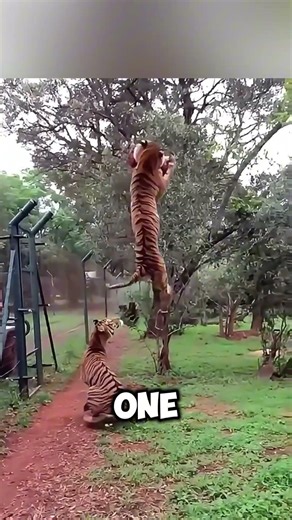 3 Animals with insane world records #facts #animalfacts #wildlife