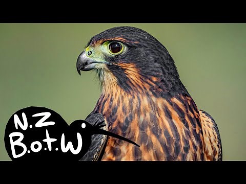 New Zealand falcon - New Zealand Bird of the Week