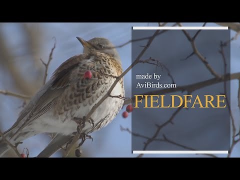 Fieldfare [Turdus Pilaris]