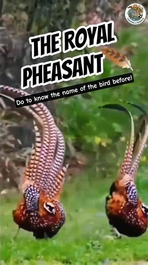 The Royal Pheasant Bird 🪶 #shorts #ytshorts #reels ‪@YouTube‬ ‪@Shorts‬ @animalworld-6dz