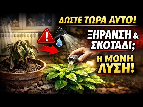 Δώστε ΤΩΡΑ αυτό στα φυτά σας! Η ΜΟΝΗ λύση για ξηρό αέρα & σκοτάδι.