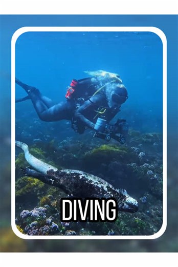 Can you grab this if you see it while diving? #tiktok #fyp #diving #learnontiktok #didyouknow