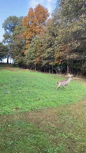 270K views · 5.2K reactions | Giant typical on the move #deer #hunting | Cedar Ridge Whitetails | Facebook