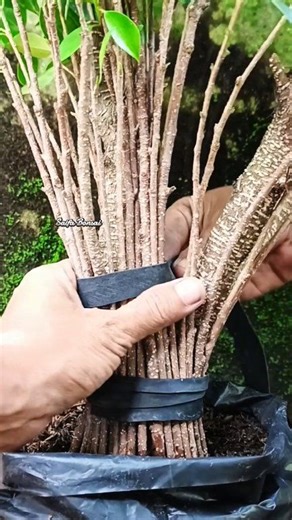 Twin trunk ficus microcarpa fusion || bonsai trick #ficus #bonsaiwork #bonsaitree #bonsaikimeng #fblifestyle | Saifa Bonsai