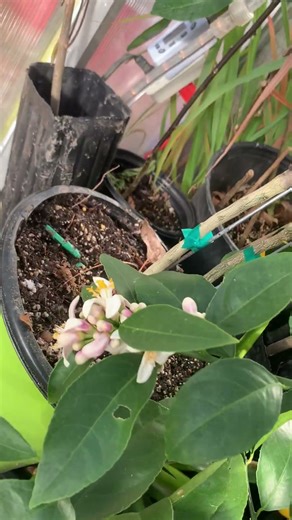 Hand pollinating citrus in the greenhouse!