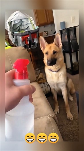 Best Funny Cats & Dogs Compilation 2026 🐱🐕 #funny #cat #pets #cute #dog