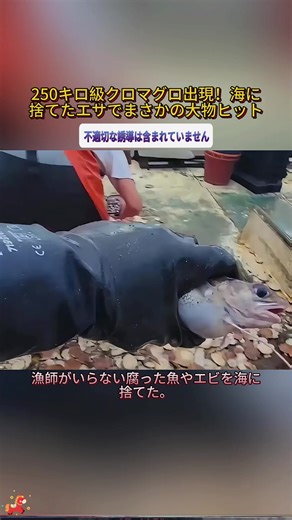 250キロ級クロマグロ出現！ 海に捨てたエサでまさかの大物ヒット #クロマグロ #マグロ釣り #巨大魚 #海釣り #漁師