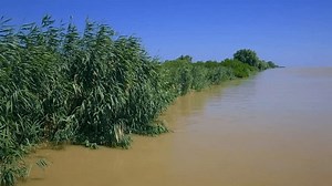 Common reed (Phragmites australis) thickets along the river bank (Danube).