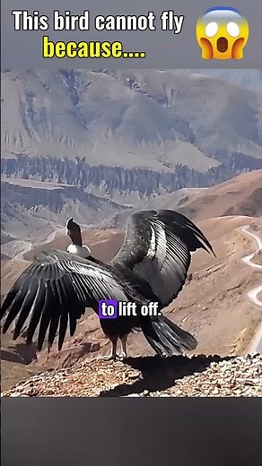 The World’s Largest Bird Can’t Fly Without Wind 😳🦅 | The Andean Condor