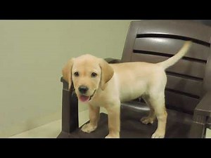 Dog Puppy-Cute Barking