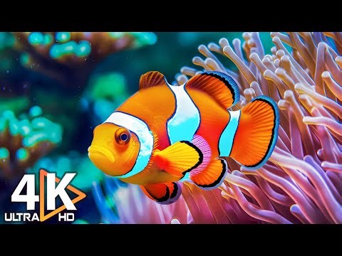 Aquarium 4K VIDEO (ULTRA HD) - Beautiful Coral Reef Fish & Jellyfish - Sleep Meditation Music