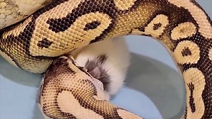 snake eating mouse (1) | Mr.Efraki