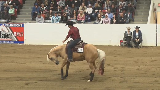 Tinseltowns Whizard, Reserve Champion in the Congress Open Freestyle Reining... I don't think I have yet fully processed those words. It certainly didn't sink in on Saturday night, as it was all a bit surreal. But yesterday, a little while after I woke up, it hit me out of the blue like a ton of bricks... The tears started coming, and they didn't stop for a long time... Apparently when you pour this much of your heart and soul into a horse, it brings out emotions that cannot be put into words. C