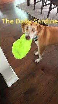 The Daily Sardine - New Phone and GPS Tracker Edition