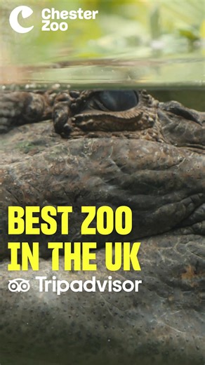 Come and see why we're the UK's #1 zoo on Tripadvisor with over 11,000 5-star reviews! ⭐⭐⭐⭐⭐ | Chester Zoo