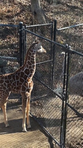 Giraffe and ostrich caught in intense staring battle