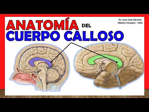 🥇Anatomía del CUERPO CALLOSO. ¡Explicación Fácil y Rápida!