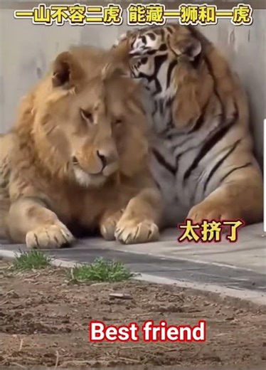 Best friend #friend #tiger #lion #interesting #unbelievable #amazing #funny #unique #zoo