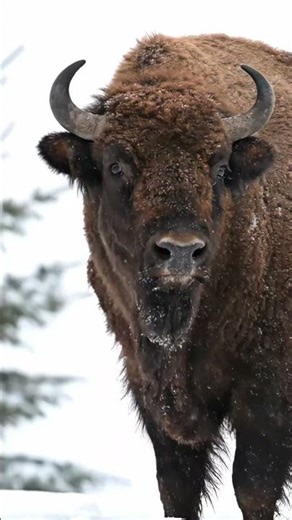 Rare European Bison Spotted in Deep Snow #wildlife #bison