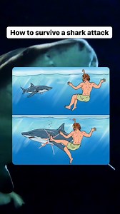 10K views · 19 reactions | How to survive a shark attack Materials used: Storyblocks | 3-Minute Hacks | Facebook