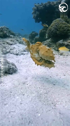 Octopuses disappear in plain sight