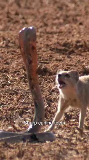 How do King Cobras survive the harshest environment on earth? | Untamed