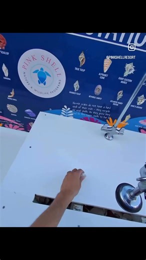 7.5K views · 173 reactions | Happy National Seashell Day! There’s nothing like finding the perfect shell on the beach! After your beach stroll, stop by our shell washing station to clean and ID your finds-then take a piece of paradise home with you! Just one more reason to love your time here at Pink Shell!  | Pink Shell Beach Resort & Marina | Facebook