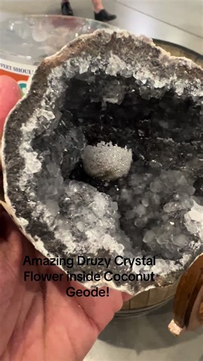 While cracking open a coconut geode on the Pirate Wheel geode cracker, we discovered a stunning druzy crystal formation shaped like a delicate flower. Tiny quartz crystals coat the interior, creating shimmering, petal-like layers that catch the light beautifully. The druzy sparkles like morning frost, giving the impression of a crystal flower frozen in time. This unique find is a perfect example of nature’s hidden artistry, revealing a breathtaking surprise within an unassuming geode. #geodecrac