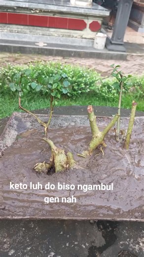 tuplet (@ariwisnawan)’s videos with MESAING - Yan Mus