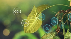 Photosynthesis in green leaf producing oxygen O2 from carbon dioxide CO2, Biochemical process used by plants