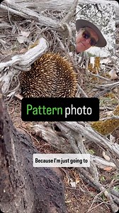 29K views · 160 reactions | Look for a pattern, sometimes that makes a better photo Using a long lens to ‘fill the frame’ with a pattern photo | Learn how to Photograph | Facebook