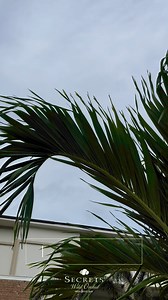 5.1K views · 58 reactions | Step into luxury at the Preferred Club pool area at Secrets Wild Orchid.  Dive into relaxation with stunning ocean views, exclusive amenities, and the ultimate serene escape. 朗✨ | Secrets Wild Orchid Montego Bay | Facebook