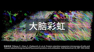 大脑中的彩虹-brainbow